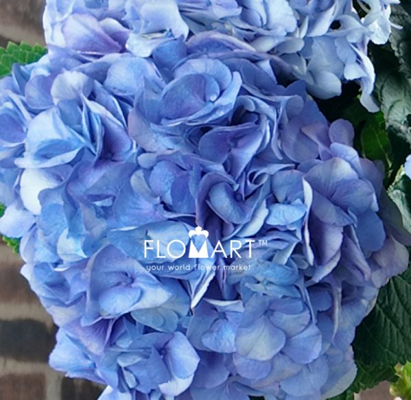 Hydrangea My Beautiful Vienna