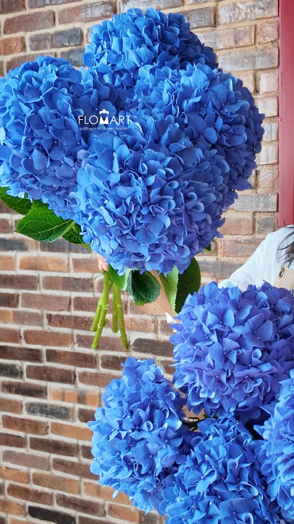 Hydrangea Pimpernel