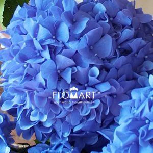 Hydrangea Pimpernel - Image 2