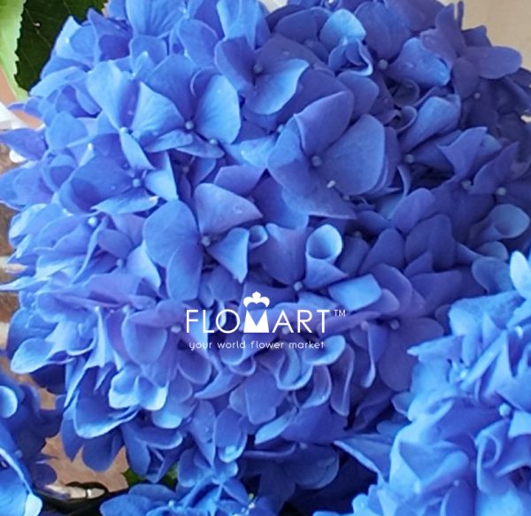 Hydrangea Pimpernel