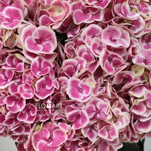 Hydrangea Pink Sensation