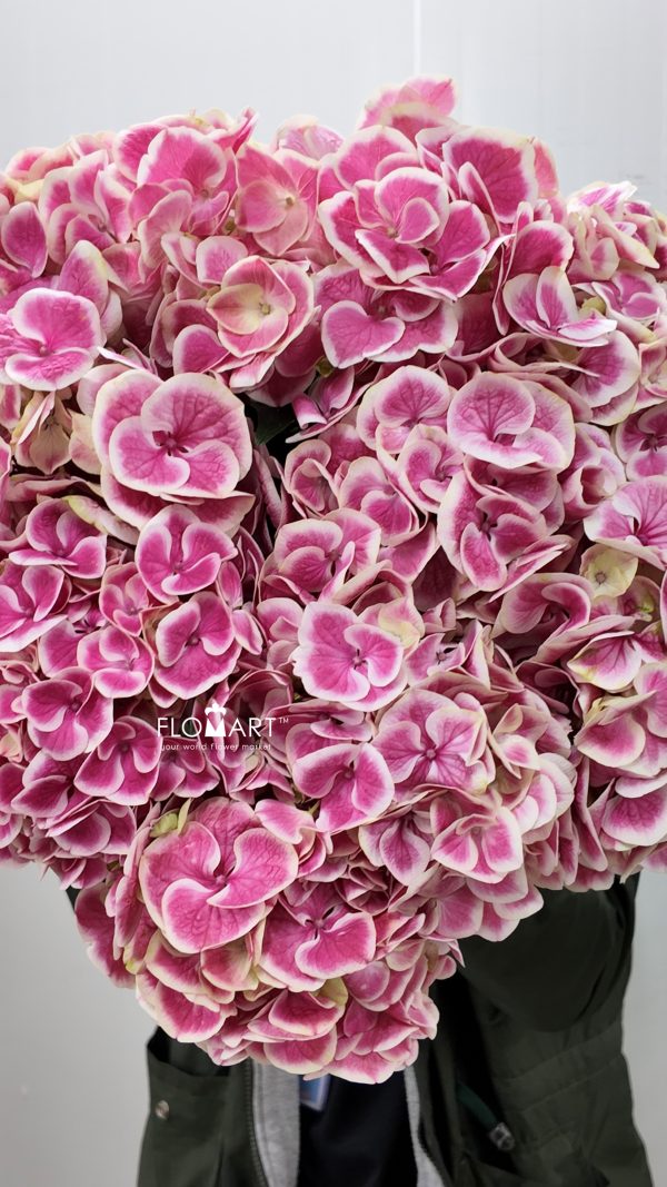 Hydrangea Pink Sensation