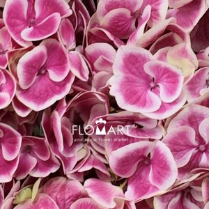 Hydrangea Pink Sensation - Image 2