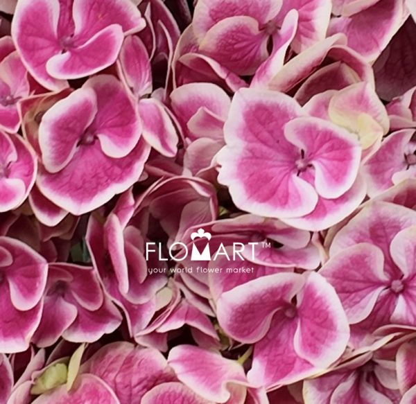 Hydrangea Pink Sensation