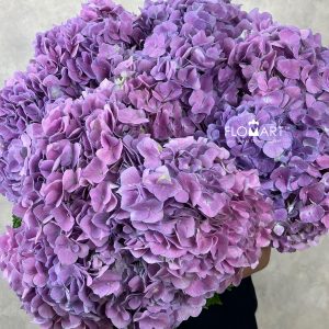 Hydrangea Pink Violet