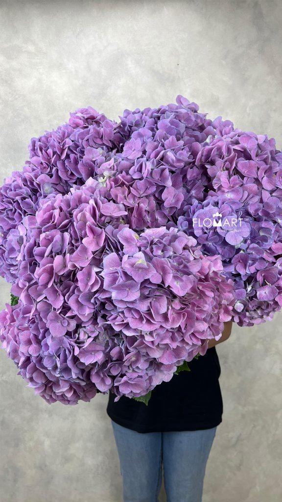 Hydrangea Pink Violet