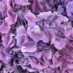Hydrangea Pink Violet - Image 2