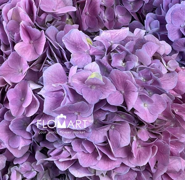 Hydrangea Pink Violet