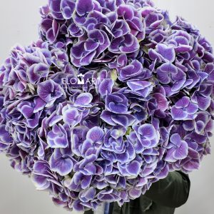 Hydrangea Purple Sensation