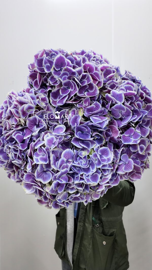 Hydrangea Purple Sensation