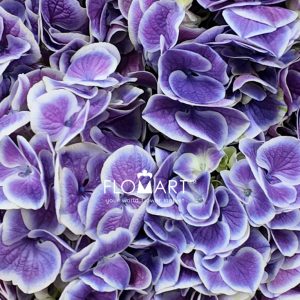 Hydrangea Purple Sensation - Image 2