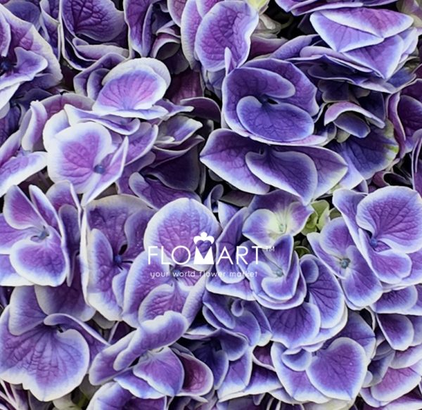 Hydrangea Purple Sensation