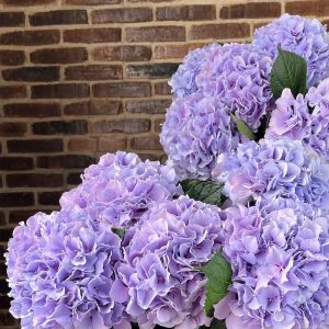 Hydrangea Royal Benefit - Image 2