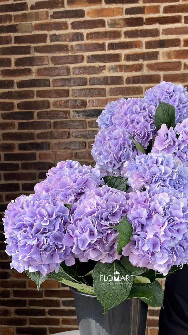 Hydrangea Royal Benefit