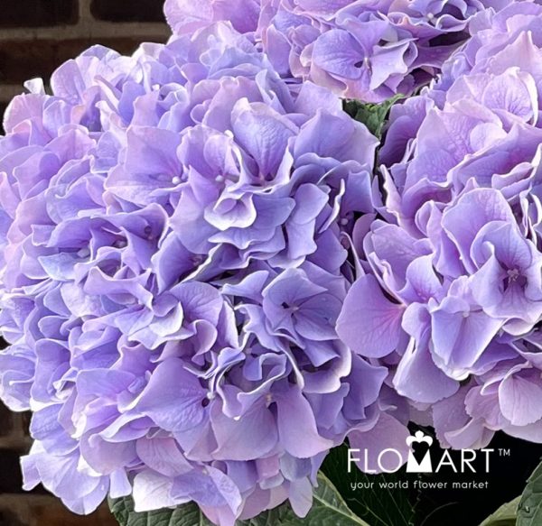 Hydrangea Royal Benefit