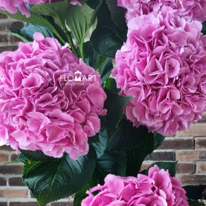 Hydrangea Royal Salute