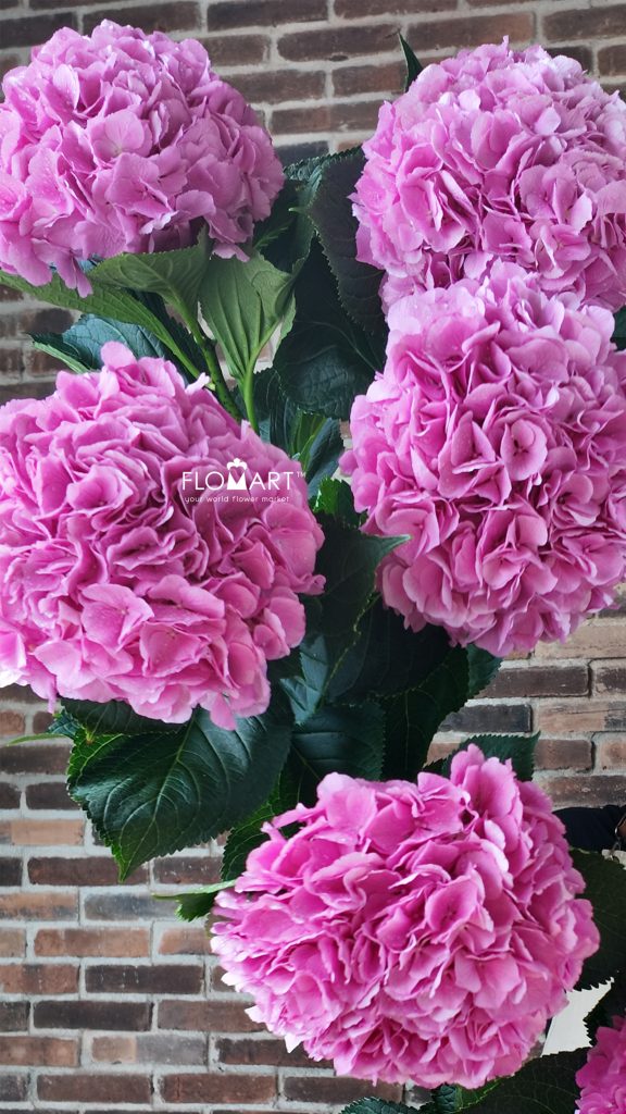 Hydrangea Royal Salute