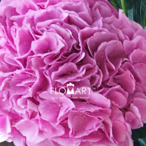 Hydrangea Royal Salute - Image 2