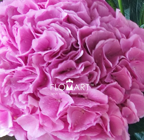 Hydrangea Royal Salute