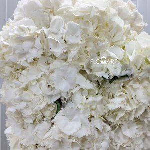 Hydrangea Schneeball