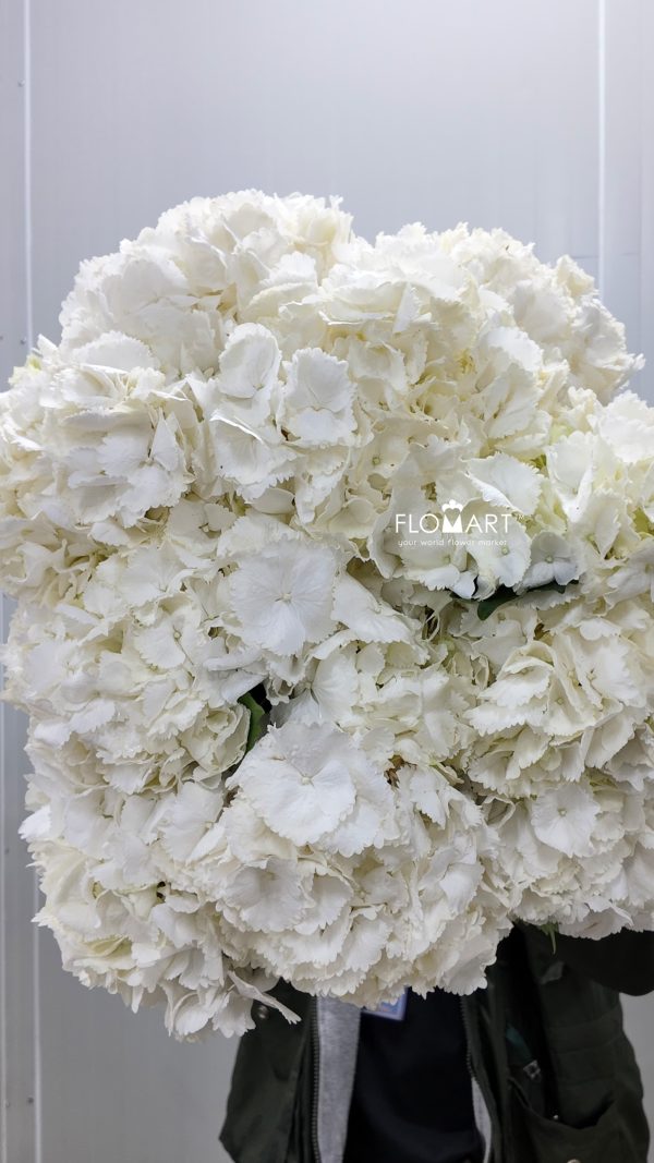 Hydrangea Schneeball