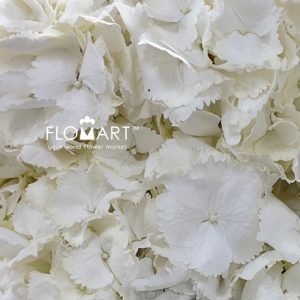 Hydrangea Schneeball - Image 2