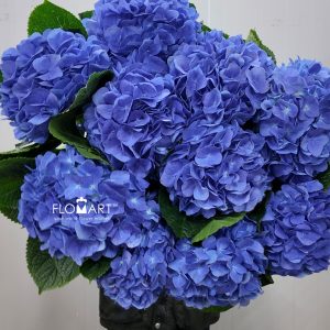 Hydrangea Sea Blue