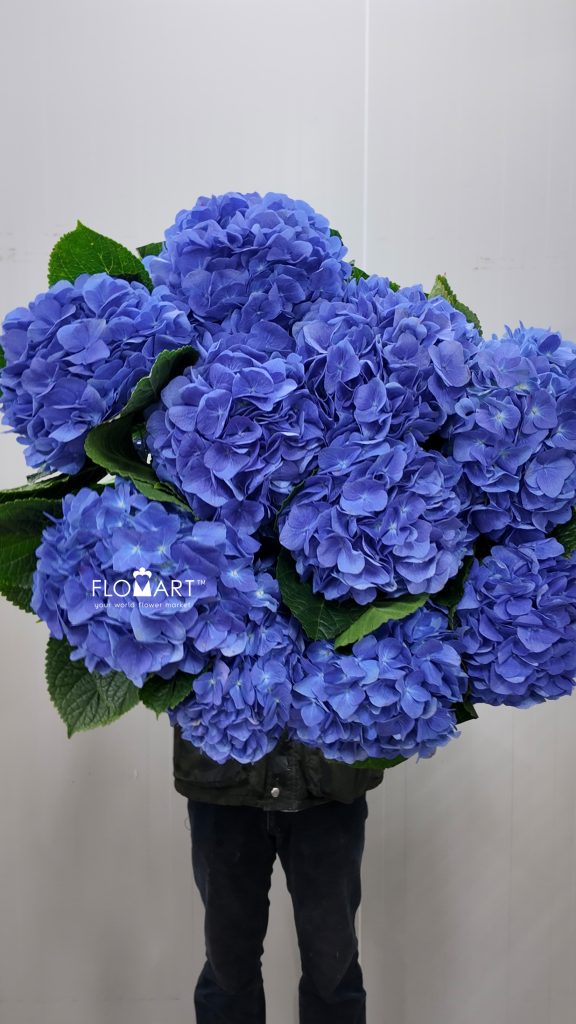 Hydrangea Sea Blue