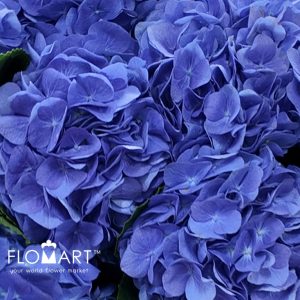 Hydrangea Sea Blue - Image 2