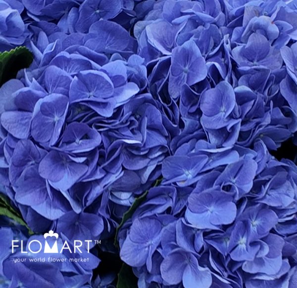 Hydrangea Sea Blue