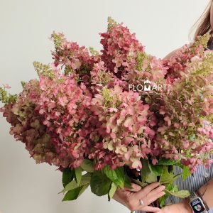 Hydrangea Tinky Winky