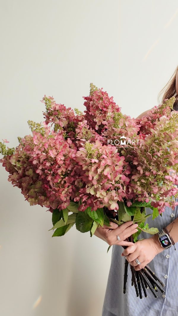 Hydrangea Tinky Winky Hydrangea Tinky Winky