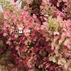 Hydrangea Tinky Winky - Image 2