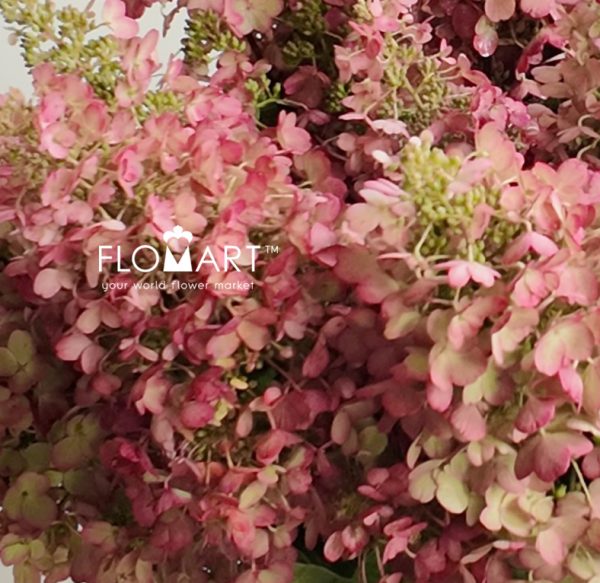 Hydrangea Tinky Winky