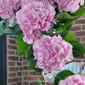 Hydrangea Verena