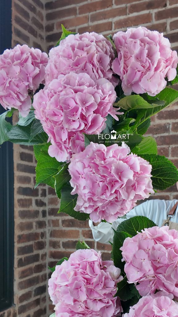 Hydrangea Verena