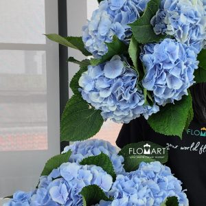 Hydrangea Verena Blue