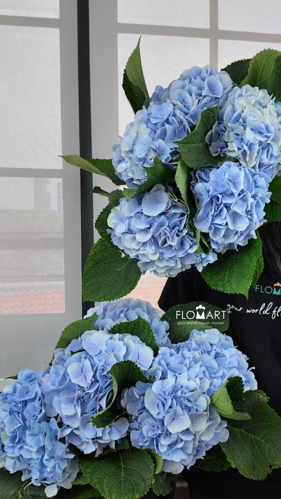 Hydrangea Verena Blue
