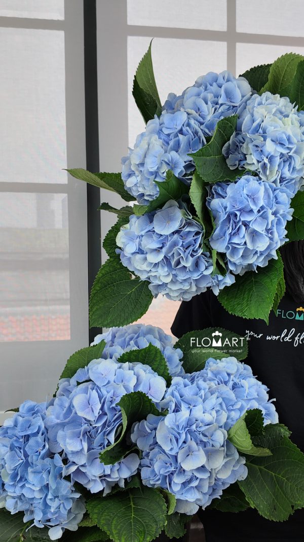 Hydrangea Verena Blue