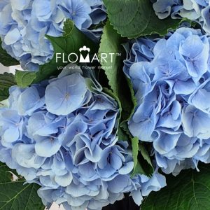 Hydrangea Verena Blue - Image 2