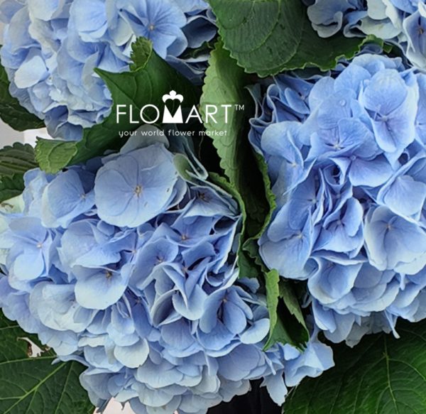 Hydrangea Verena Blue