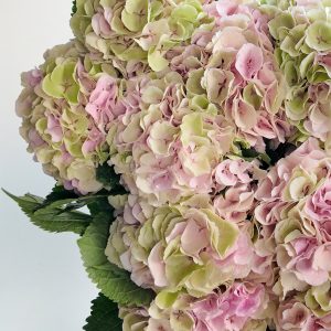 Hydrangea Verena Classic