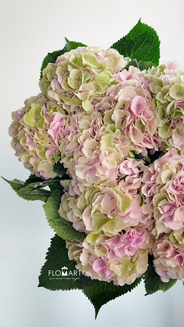 Hydrangea Verena Classic