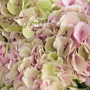 Hydrangea Verena Classic - Image 2