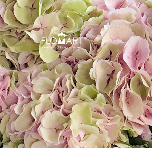 Hydrangea Verena Classic