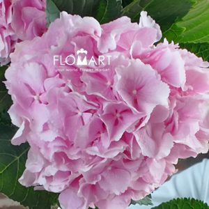 Hydrangea Verena - Image 2