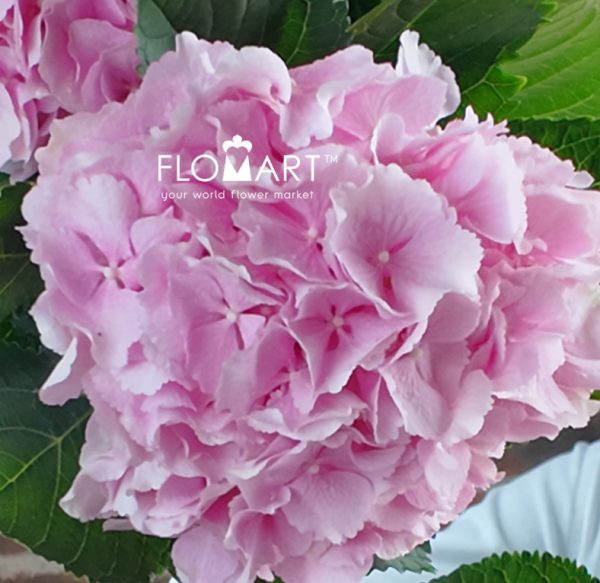Hydrangea Verena