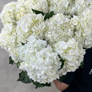 Hydrangea White