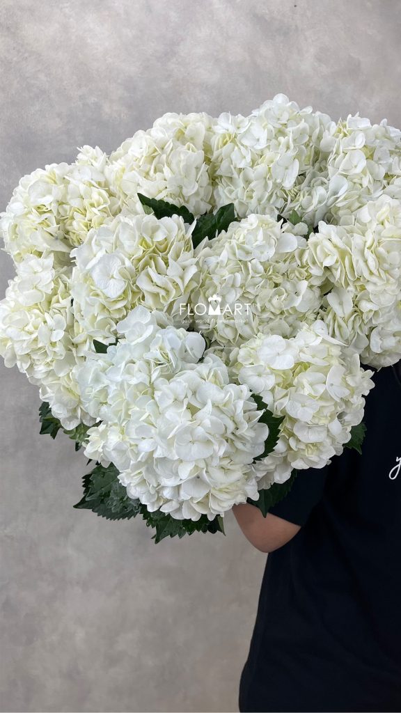 Hydrangea White