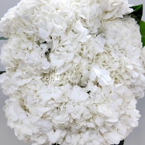 Hydrangea White Swan